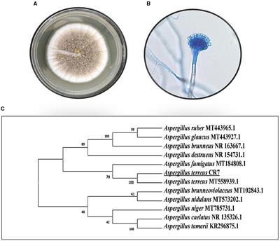 Halotolerant and plant growth-promoting endophytic fungus Aspergillus terreus CR7 alleviates salt stress and exhibits genoprotective effect in Vigna radiata